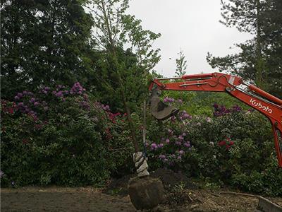 Planten van grote bomen 