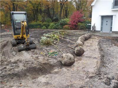 Planten van grote bomen 